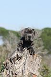 CANE CORSO 349